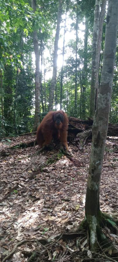 Fun Family Guest House N Jungle Tour Bukit Lawang Dış mekan fotoğraf